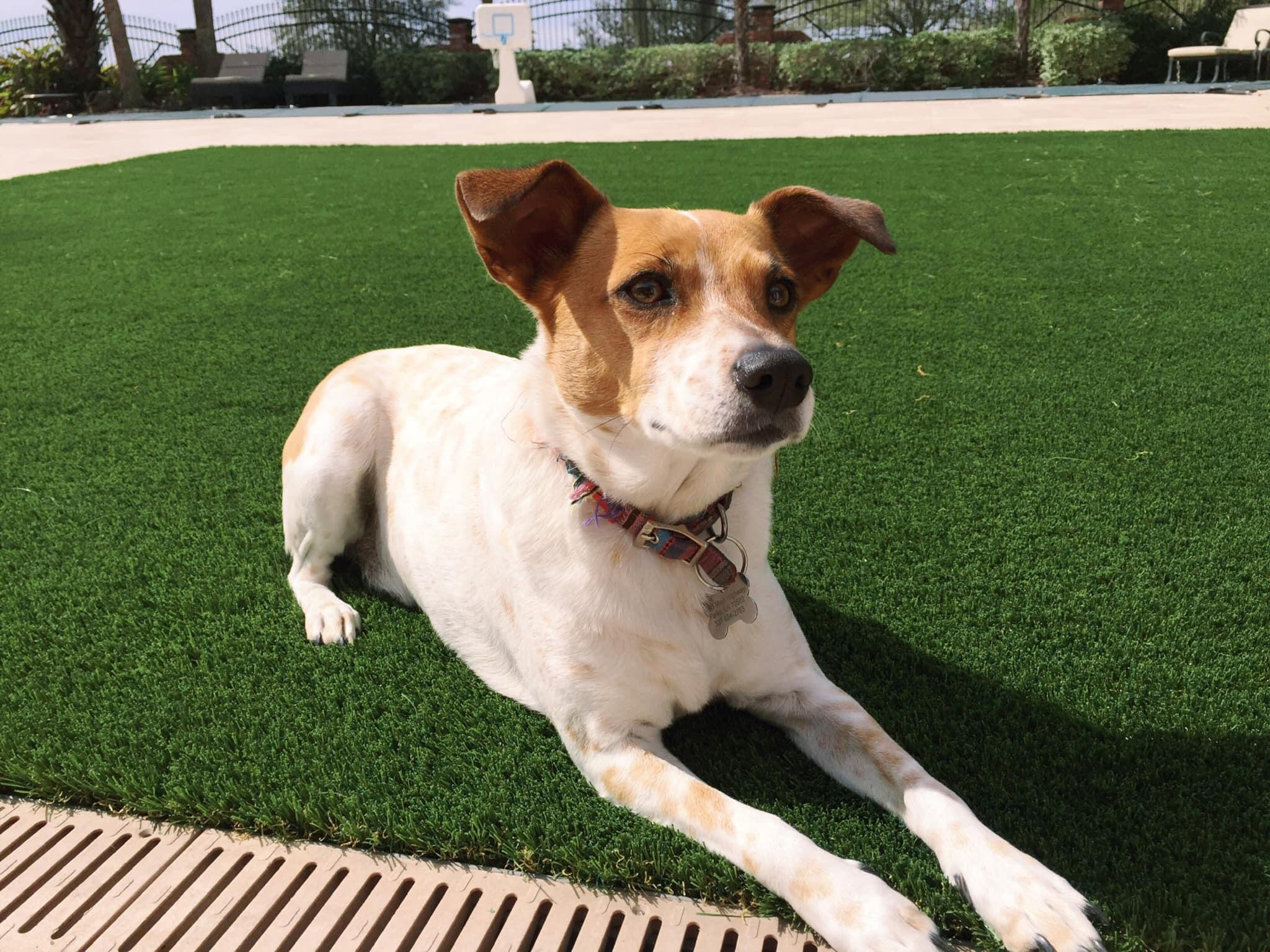 pet turf SYNLawn Orange County
