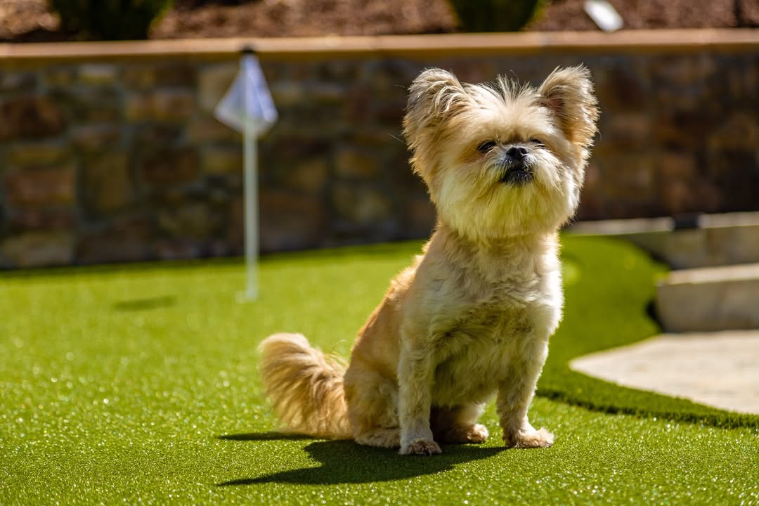 dog on synlawn putting green