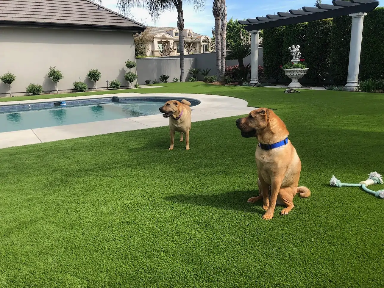 dogs on orange county artificial pet turf next to pool