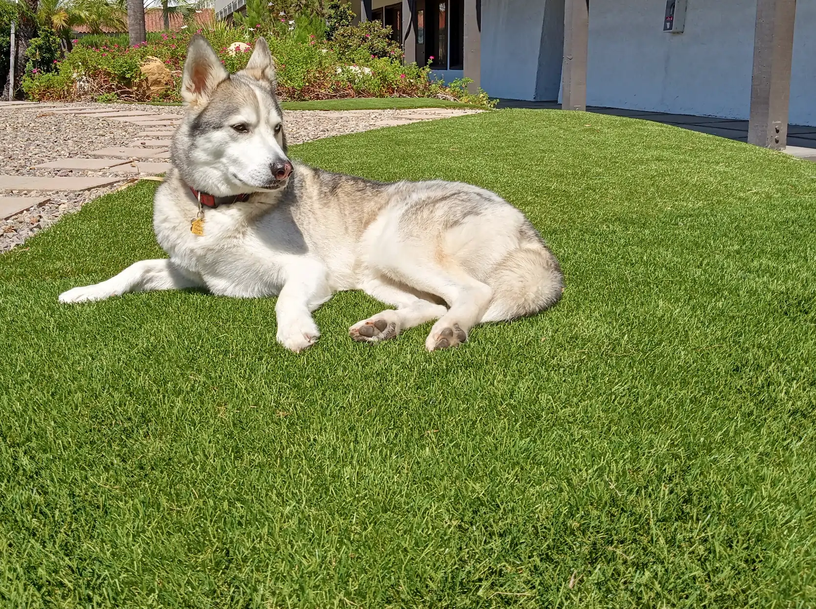 dog laying on orange county pet turf