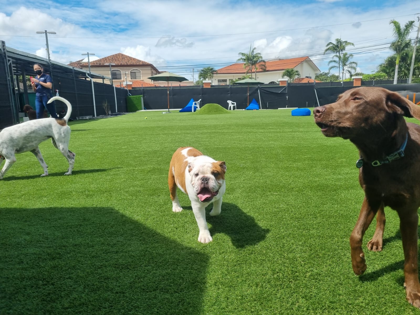 Dog Park SYNLawn Pet Turf Dog Park SYNLawn Orange County Pet Turf